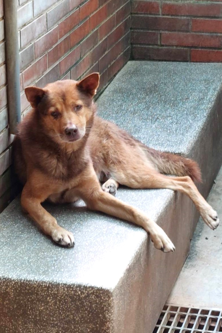 黄色成年公混种犬,大型, 收容编号 …0512. 脸部特写。