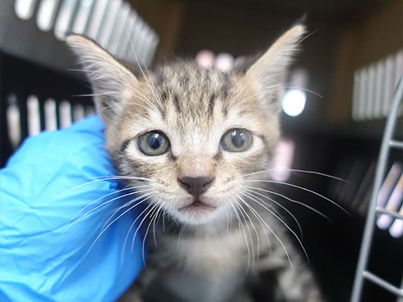 Gato mestizo joven (atigrado), Pequeño, refugio n.º …0822. Más cerca de la cara.