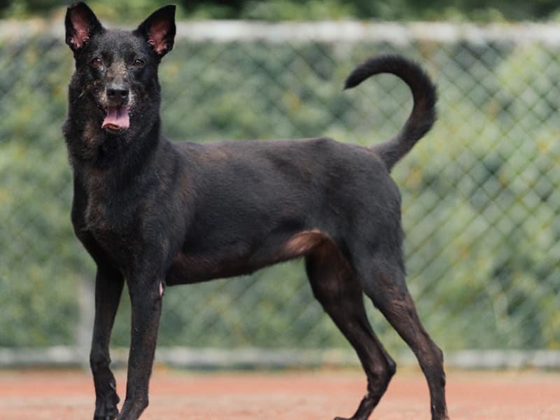 ミックス犬（メス・成犬・黒）、中型, 施設番号 …2102. 全身です。