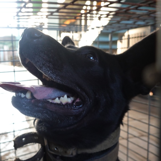 Black adult female mixed-breed dog, Medium, shelter no. …2-03