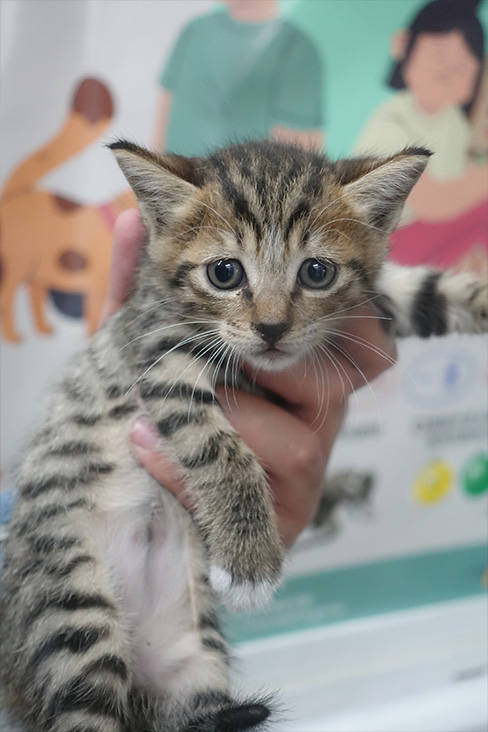 Tabby young mixed-breed cat, Small, shelter no. …0811