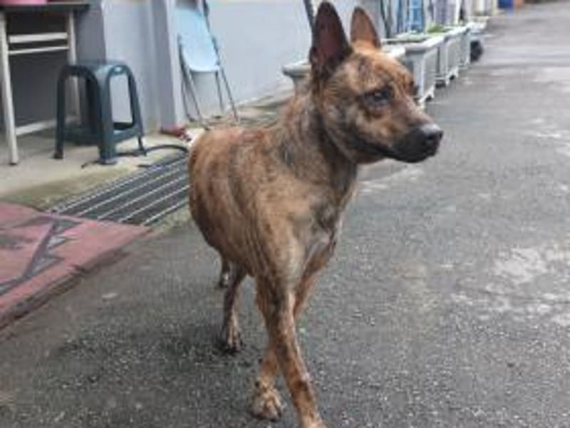 Perro mestizo macho adulto (atigrado), Mediano, refugio n.º …2801. Todo el animal.