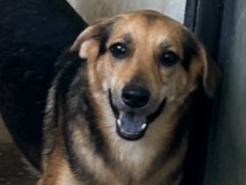 Black-and-tan adult female mixed-breed dog, Medium, shelter no. …0038. Closer on the face.