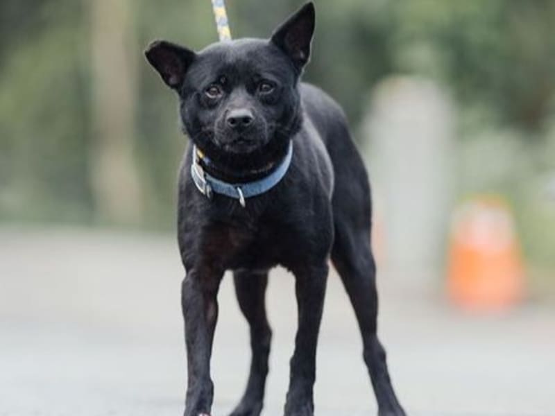 Black adult female mixed-breed dog, Medium, shelter no. …4003. The whole animal.