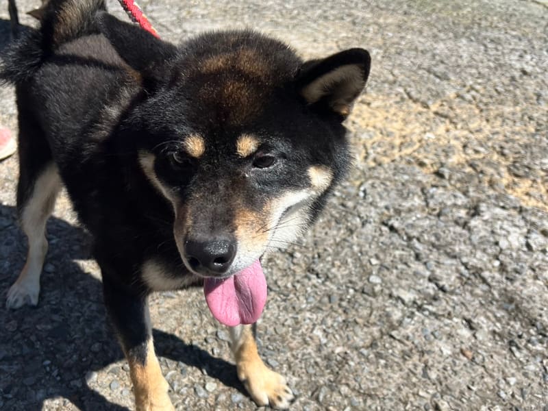 Shiba Inu femelle adulte (noir), Moyen, refuge n° …4001