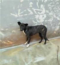 Tabby adult female mixed-breed dog, Medium, shelter no. …2502