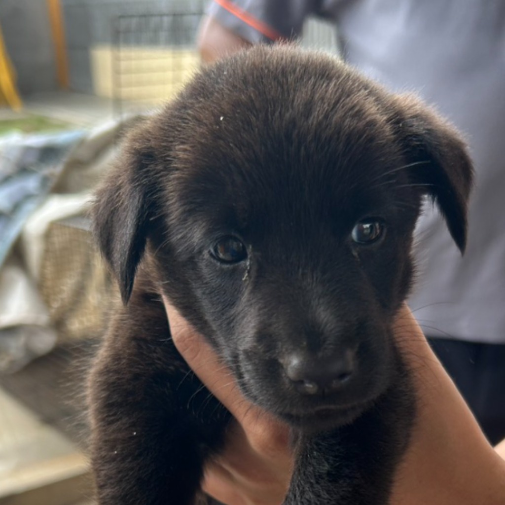 Perra mestiza hembra adulta (negro), Grande, refugio n.º …8014. Más cerca de la cara.