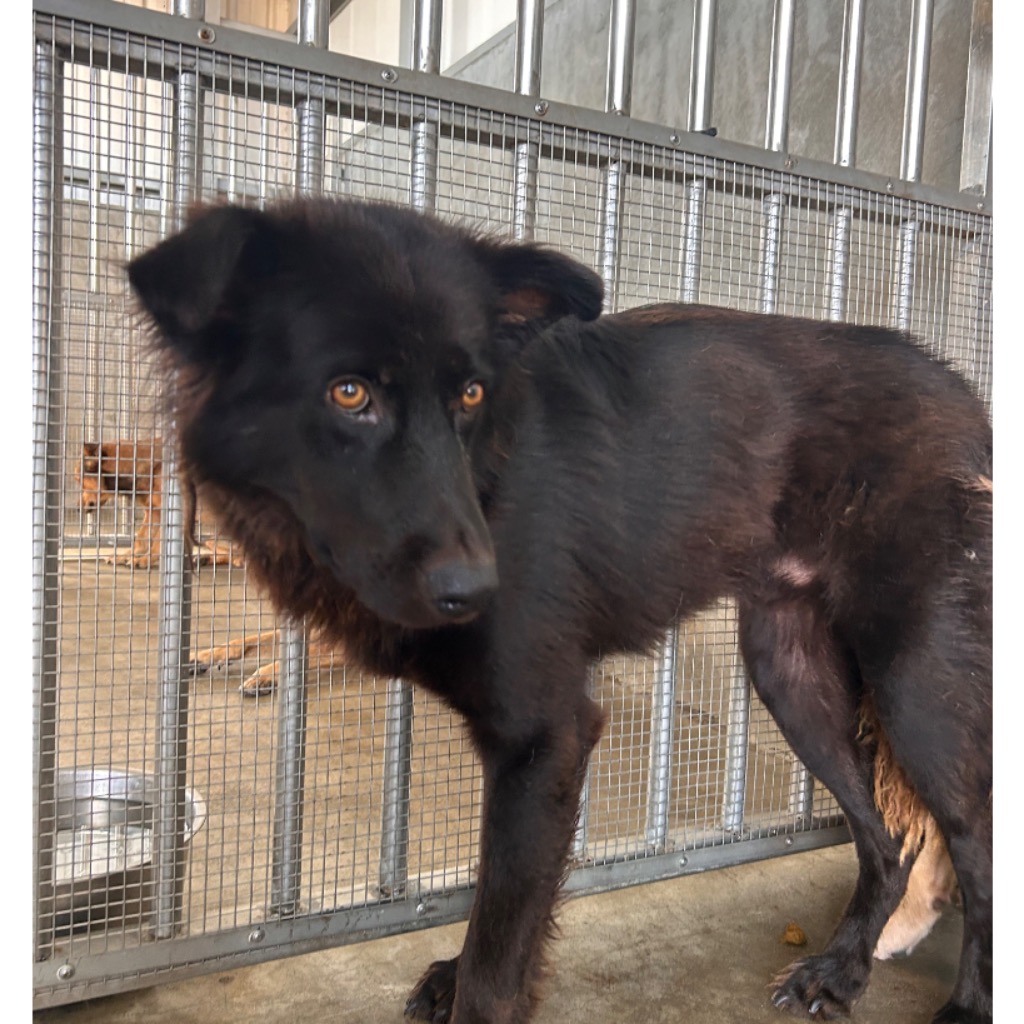 Perro mestizo macho adulto (negro), Grande, refugio n.º …8009. Todo el animal.