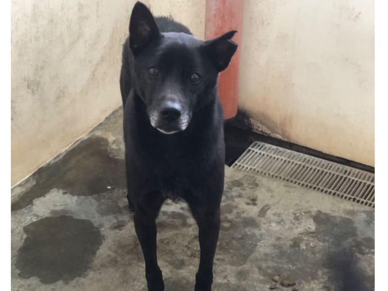 ミックス犬(オス・成犬・黒)、大型, 施設番号 …7031. 全身です。