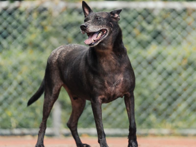 Perro mestizo macho adulto (negro), Mediano, refugio n.º …2801. Todo el animal.