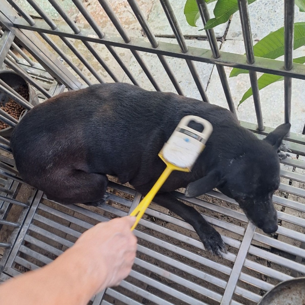 Black adult female mixed-breed dog, Large, shelter no. …087D. The whole animal.