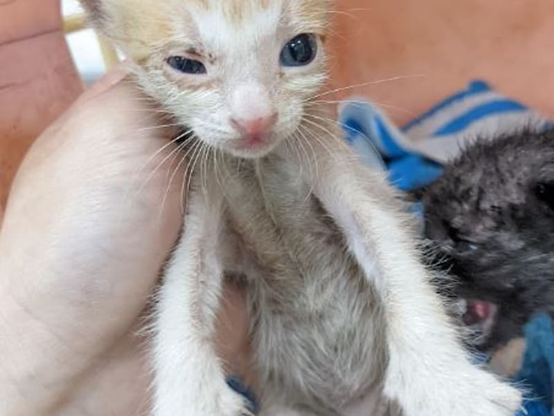 Chatte croisée femelle jeune (fauve et blanc), Petit, refuge n° …1004. Tout l'animal.