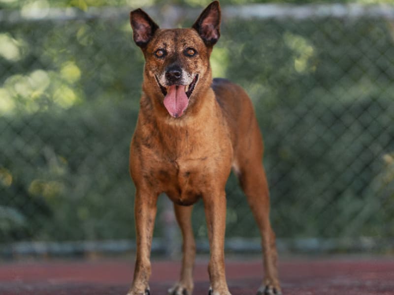 Perra mestiza hembra adulta (canela), Mediano, refugio n.º …1301. Todo el animal.