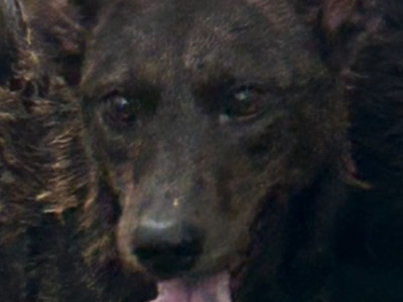 Tabby adult female mixed-breed dog, Large, shelter no. …2020. Closer on the face.