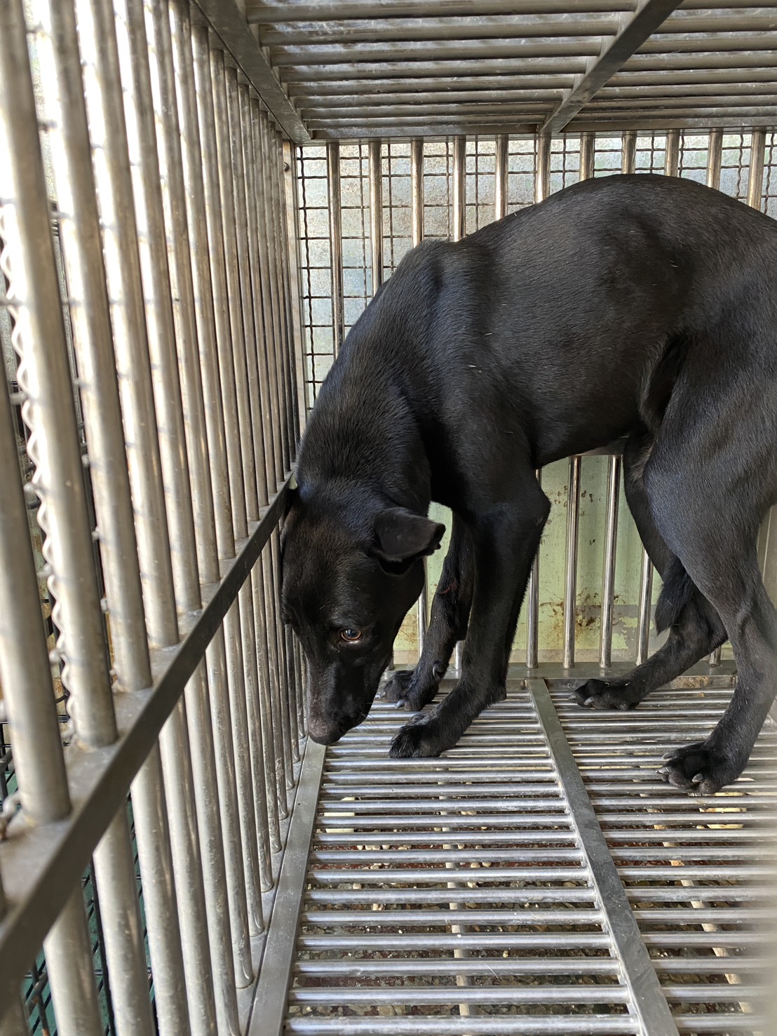 Black adult male mixed-breed dog, Medium, shelter no. …2-03. The whole animal.