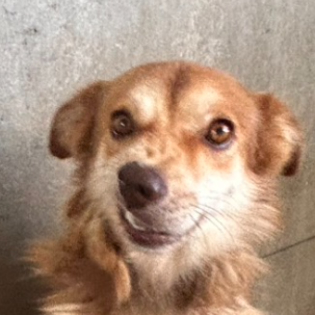 ミックス犬(オス・成犬・茶と白)、大型, 施設番号 …3011. 顔のアップです。