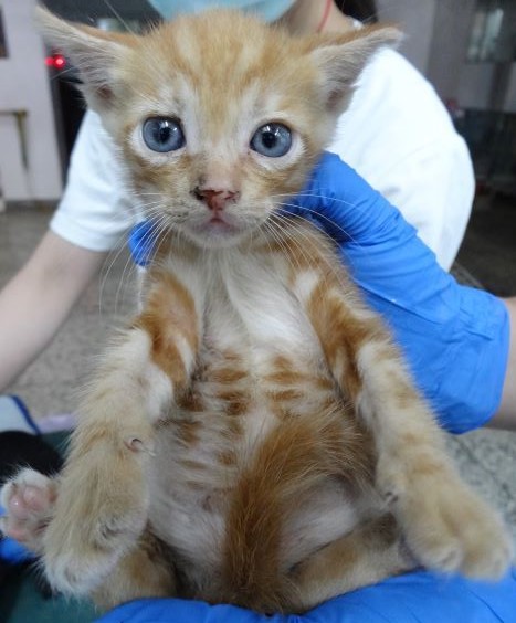Orange young mixed-breed cat, Small, shelter no. …1699