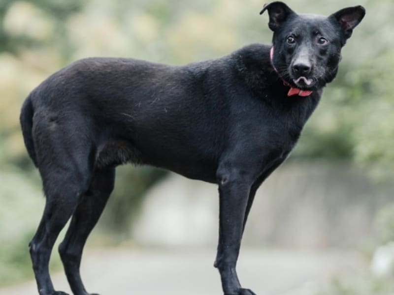 黑色成年公混种犬,小型, 收容编号 …0510. 完整的宠物。