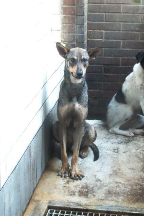 Brown-and-black adult male mixed-breed dog, Large, shelter no. …1223. The whole animal.