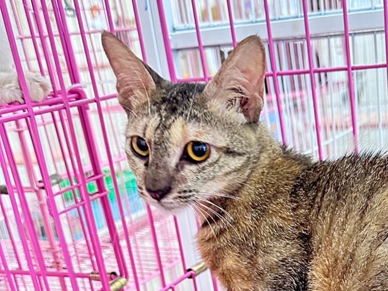 Gata mestiza hembra adulta (atigrado), Grande, refugio n.º …4004. Más cerca de la cara.
