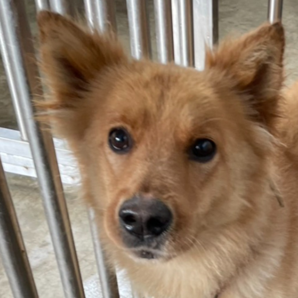 ミックス犬（オス・成犬・茶）、大型, 施設番号 …1006. 顔のアップです。