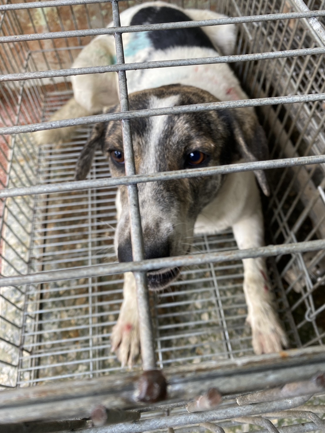 Perro mestizo macho adulto (negro y blanco), Mediano, refugio n.º …0-19. Más cerca de la cara.