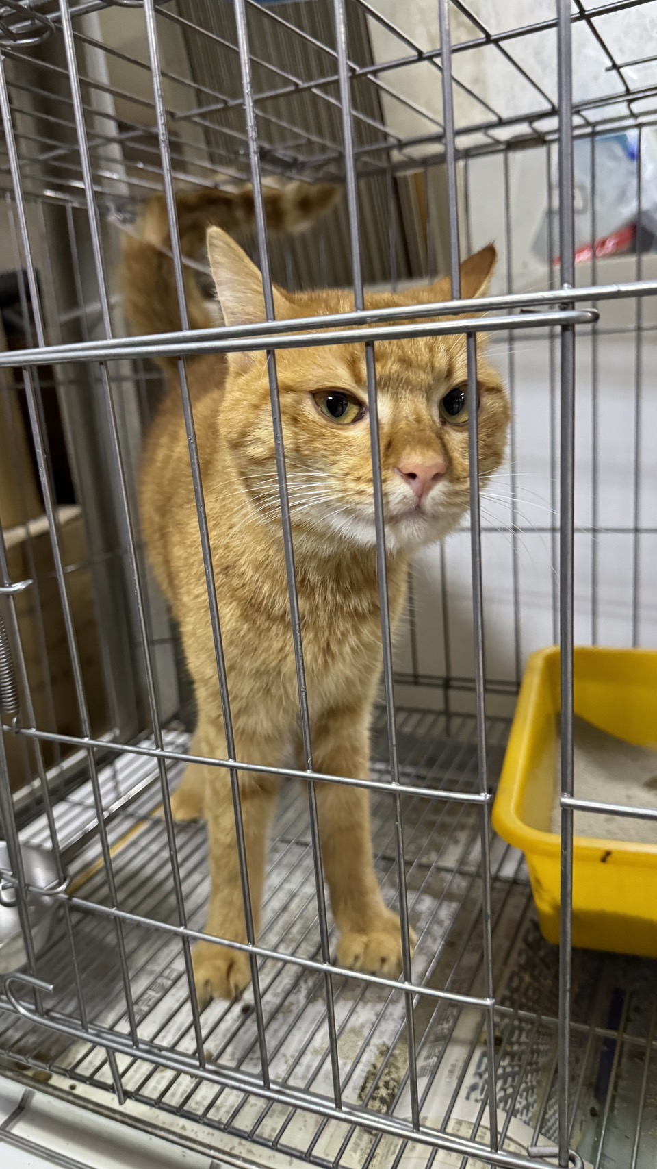 ミックス猫(オス・成猫・茶とトラ)、中型, 施設番号 …0003