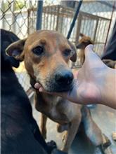 黃色成年母混種犬，中型, 收容編號 …2037