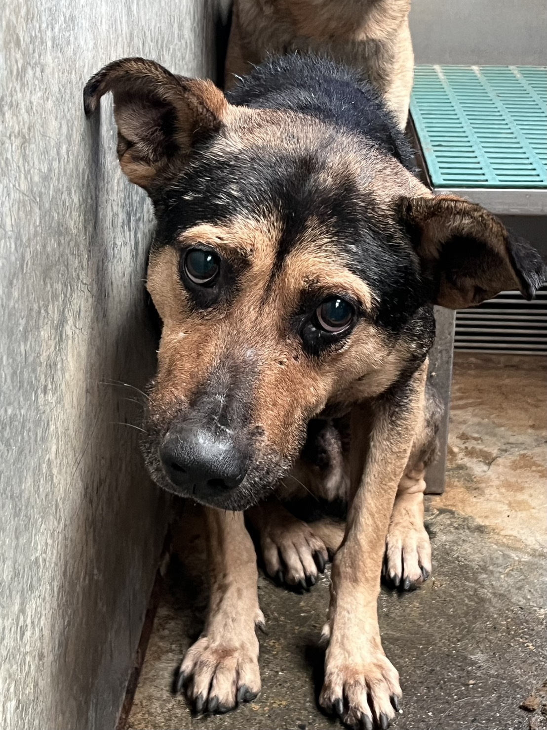 Perro mestizo macho adulto, Mediano, refugio n.º …5002. Más cerca de la cara.