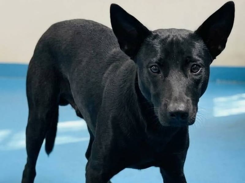 ミックス犬(メス・若い・黒)、大型, 施設番号 …6003