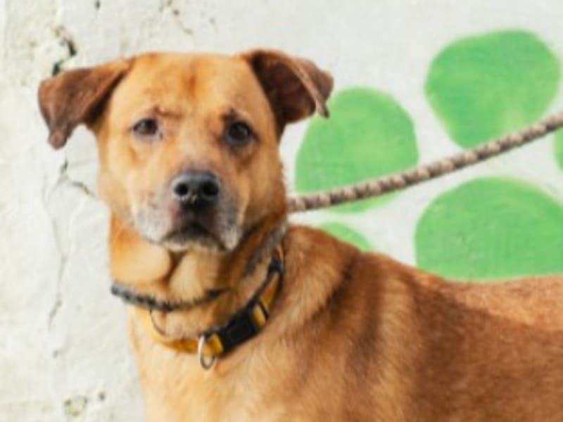 Tan adult male mixed-breed dog, Medium, shelter no. …7001. Closer on the face.