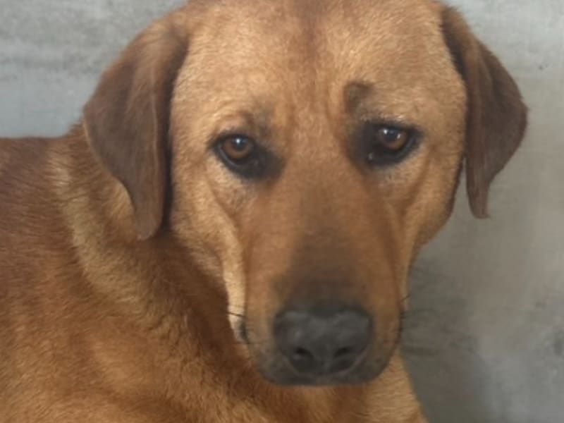 ミックス犬(オス・成犬・茶)、大型, 施設番号 …9021. 顔のアップです。