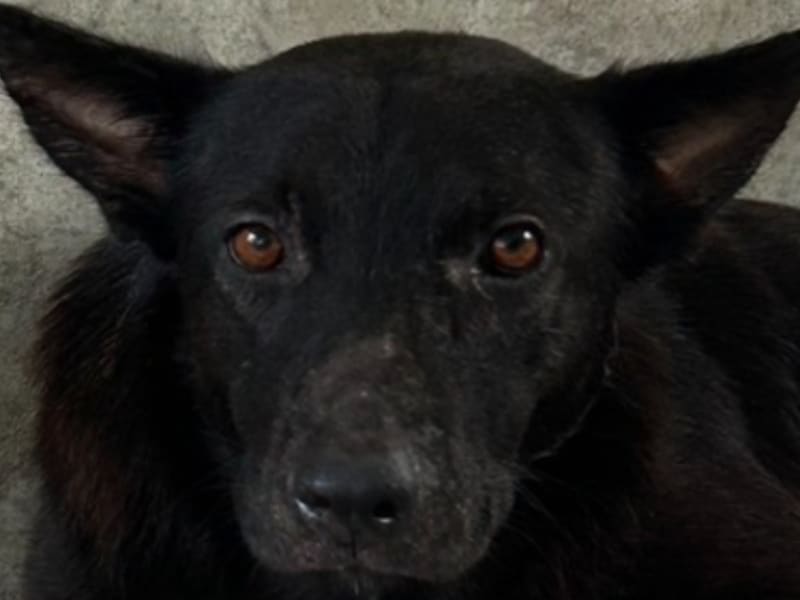 ミックス犬(オス・成犬・黒)、大型, 施設番号 …3004. 顔のアップです。