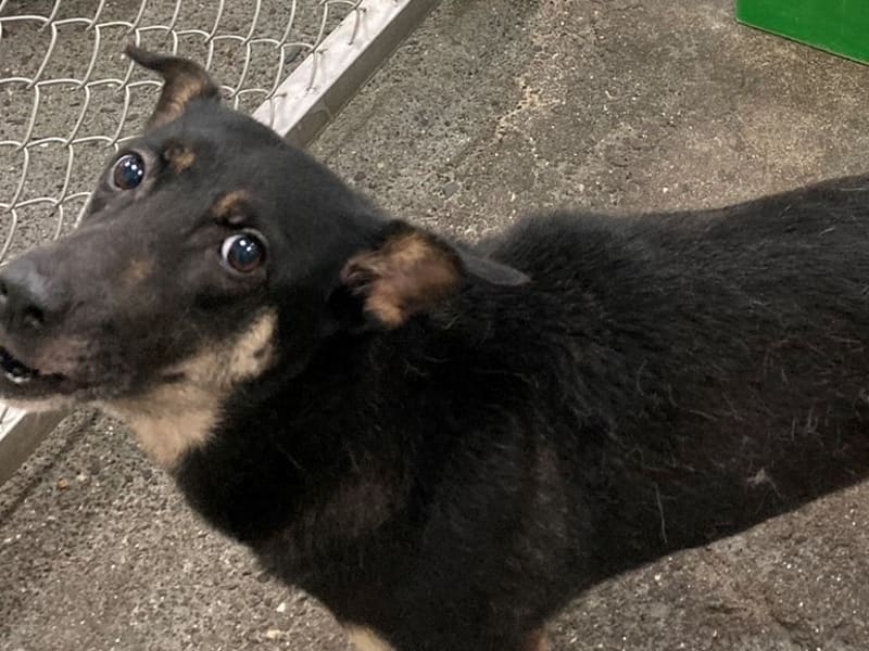 Perra mestiza hembra adulta (negro y canela), Mediano, refugio n.º …8003. Más cerca de la cara.