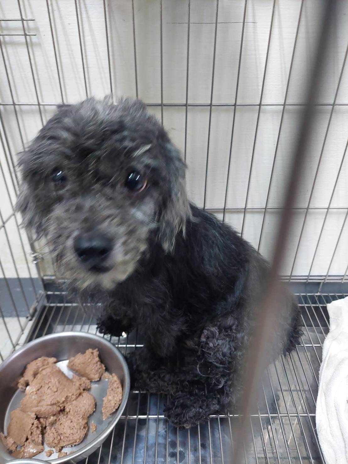 プードル(オス・成犬・黒)、小型, 施設番号 …1012. 顔のアップです。