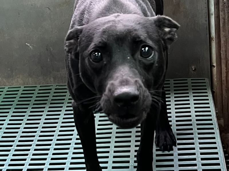 ミックス犬(オス・成犬・黒)、中型, 施設番号 …4004. 顔のアップです。