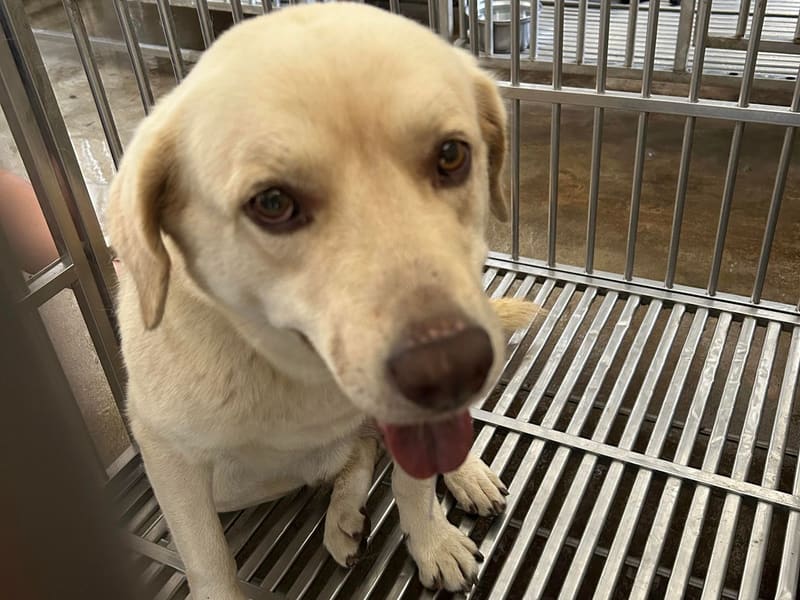 ミックス犬(オス・成犬・茶と白)、大型, 施設番号 …6001. 顔のアップです。