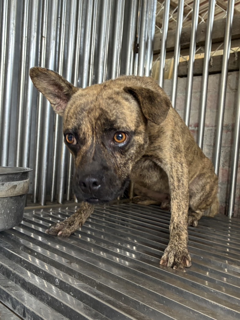 Tabby adult male mixed-breed dog, Medium, shelter no. …7003. Closer on the face.