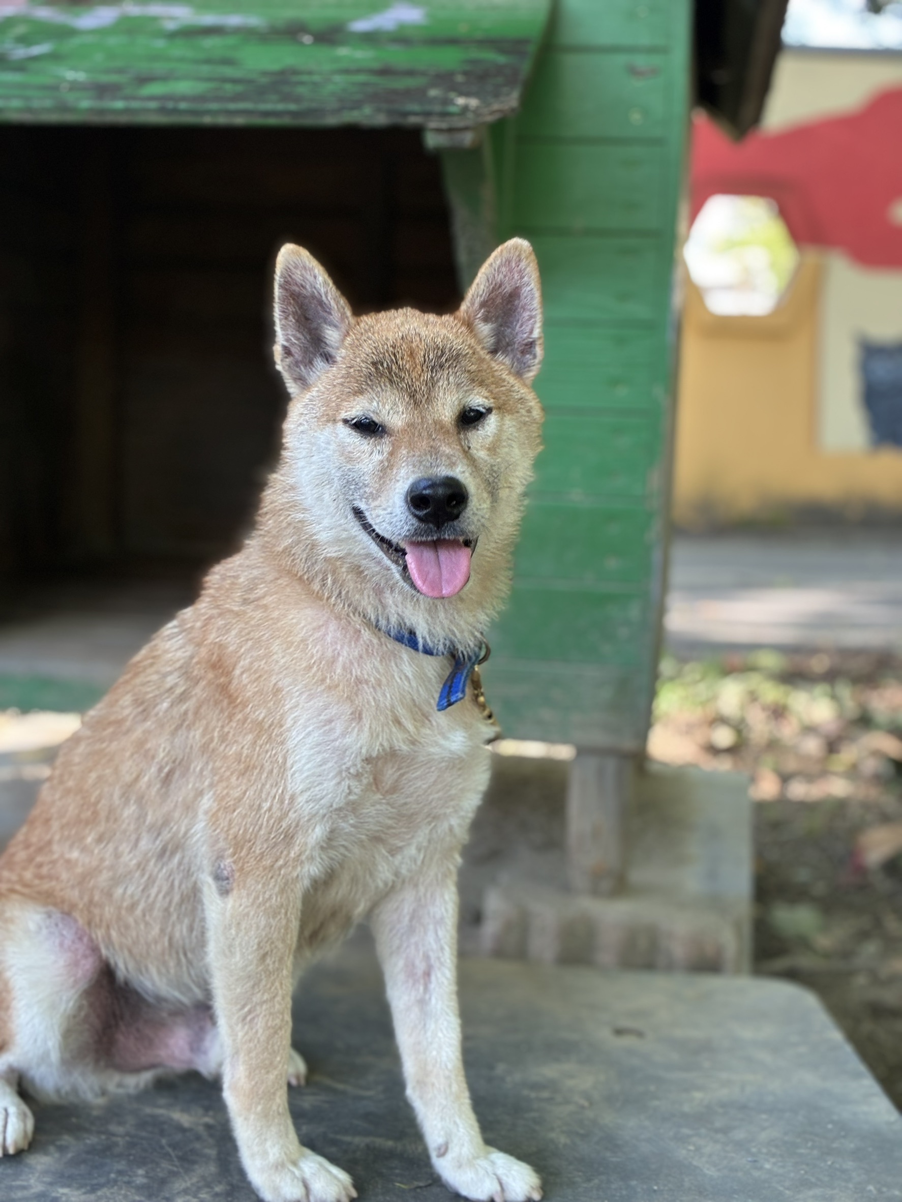 柴犬(オス・成犬・茶)、小型, 施設番号 …5-07. 全身です。