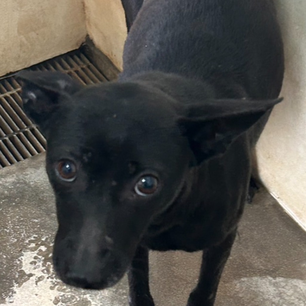 ミックス犬(メス・成犬・黒)、中型, 施設番号 …4002