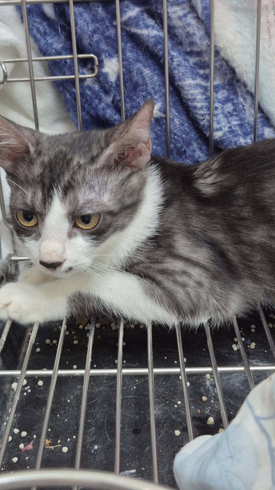 Gato mestizo macho joven (gris y blanco), Pequeño, refugio n.º …0001. Más cerca de la cara.