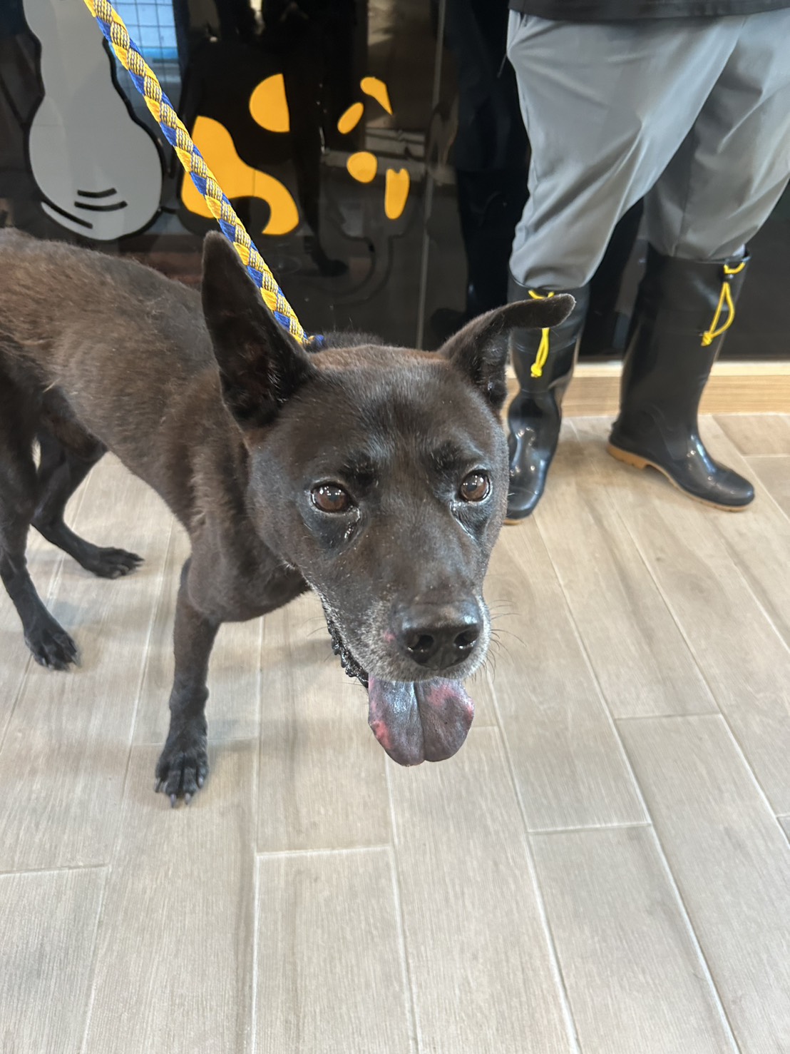 ミックス犬（オス・成犬・黒）、中型, 施設番号 …8002