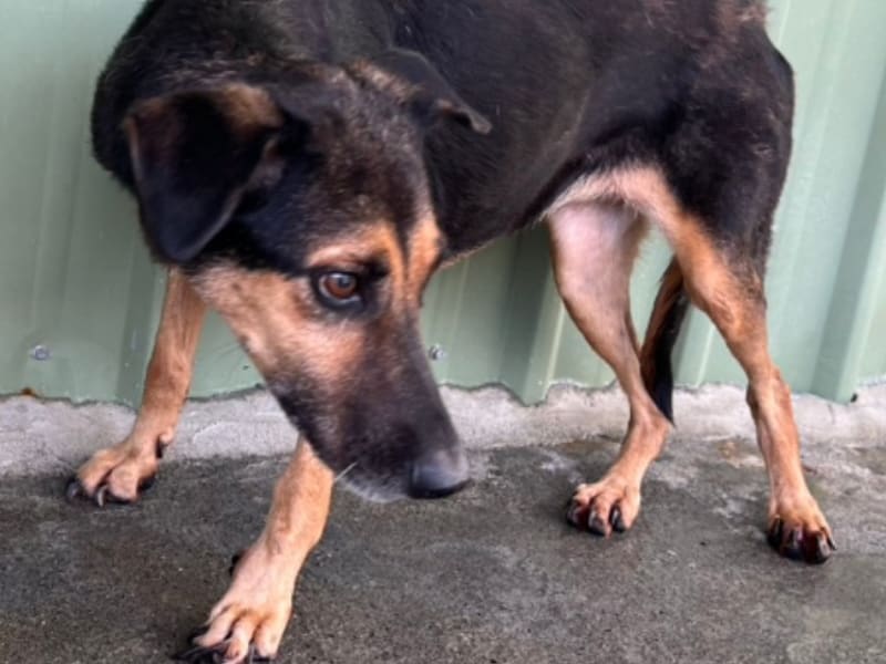 黑黄色成年母混种犬,大型, 收容编号 …072D. 脸部特写。