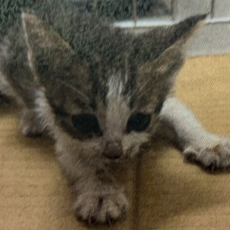 Gata mestiza hembra joven (atigrado), Mediano, refugio n.º …3001. Más cerca de la cara.