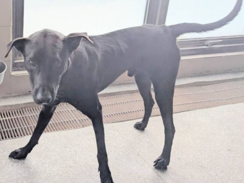 ミックス犬（オス・成犬・黒）、大型, 施設番号 …2011. 全身です。