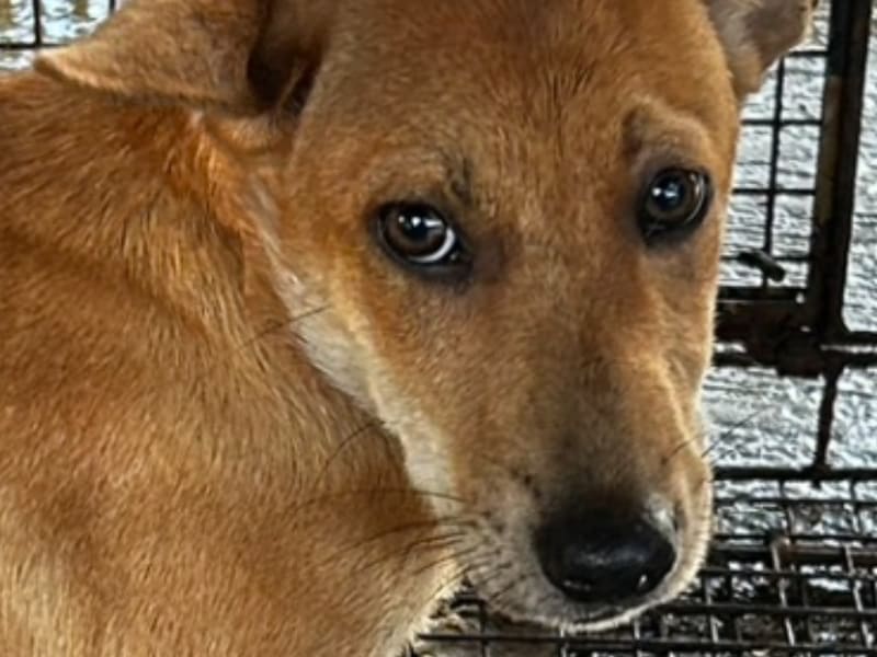 Perra mestiza hembra adulta (canela), Mediano, refugio n.º …9014. Más cerca de la cara.