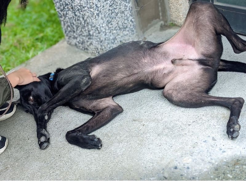 Chien croisé mâle adulte (noir), Moyen, refuge n° …6001. Plus près du visage.