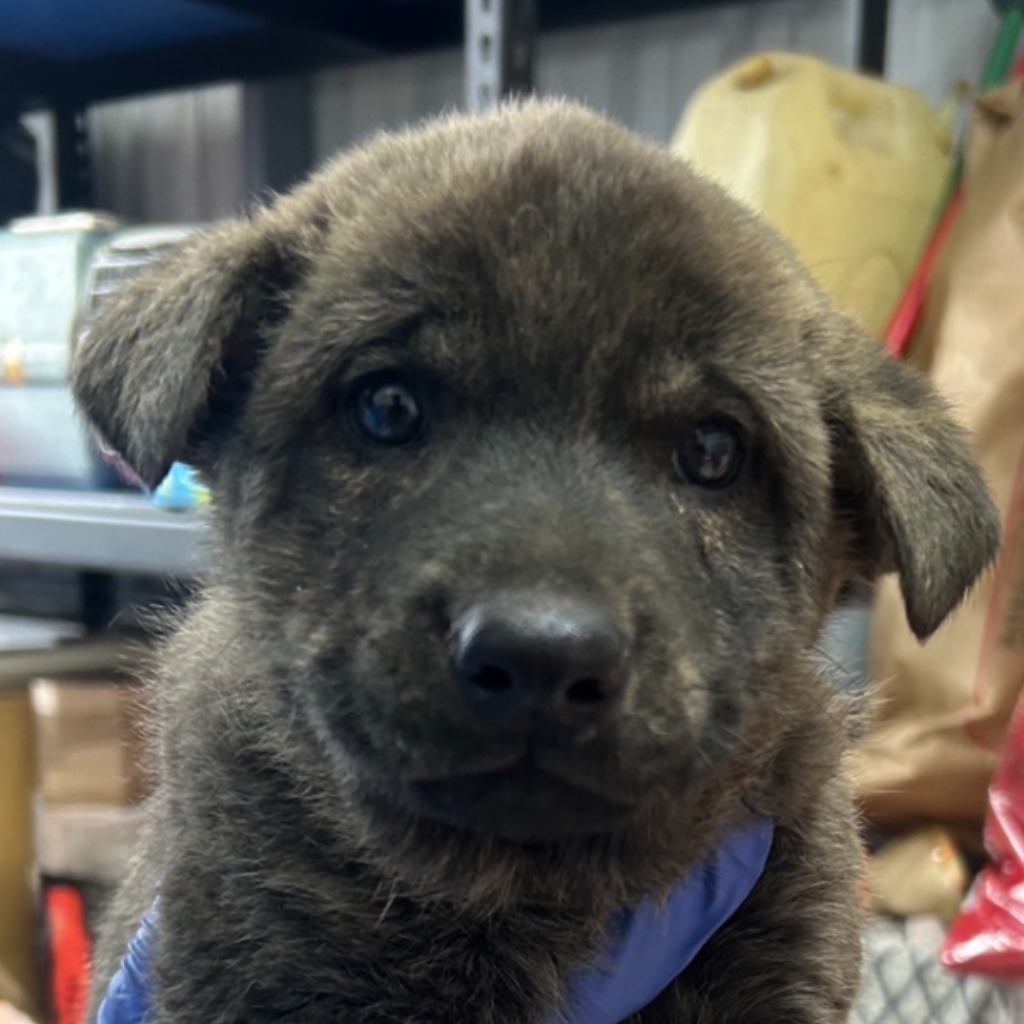 Perro mestizo macho adulto (atigrado), Mediano, refugio n.º …3001. Más cerca de la cara.