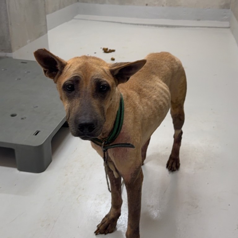 كلب هجين (أنثى، بالغ، عسلي)، كبير, رقم الملجأ …0001. الحيوان كاملًا.