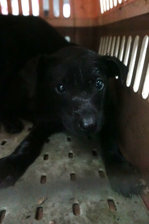Black young male mixed-breed dog, Medium, shelter no. …0210. Closer on the face.